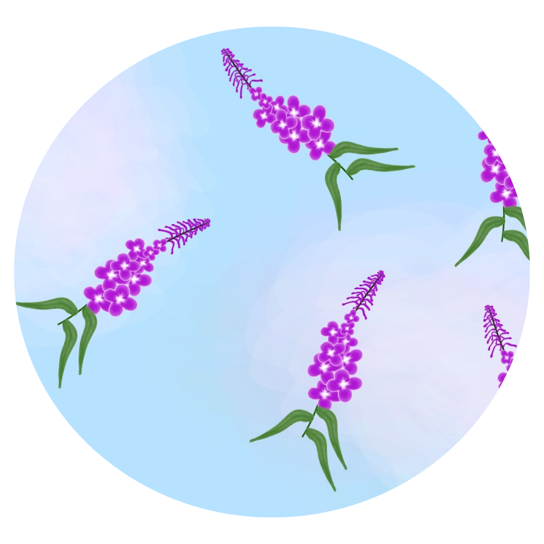 Fireweed